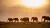 Elephants walking in front of a sunset