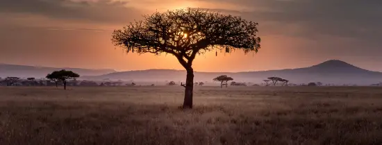 Afrikaans landschap in Tanzania met een prominente boom en zonsondergang.