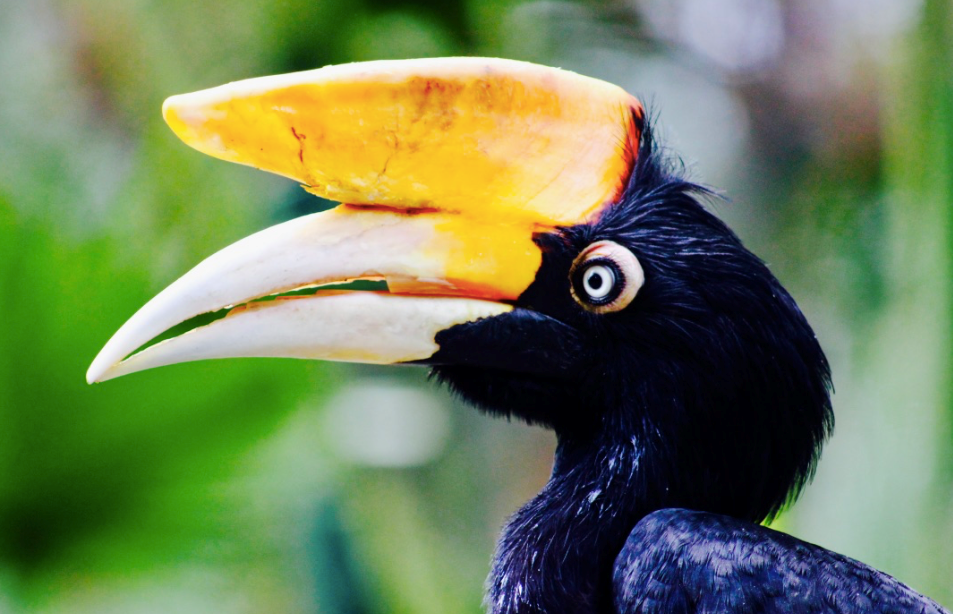 Hornbill