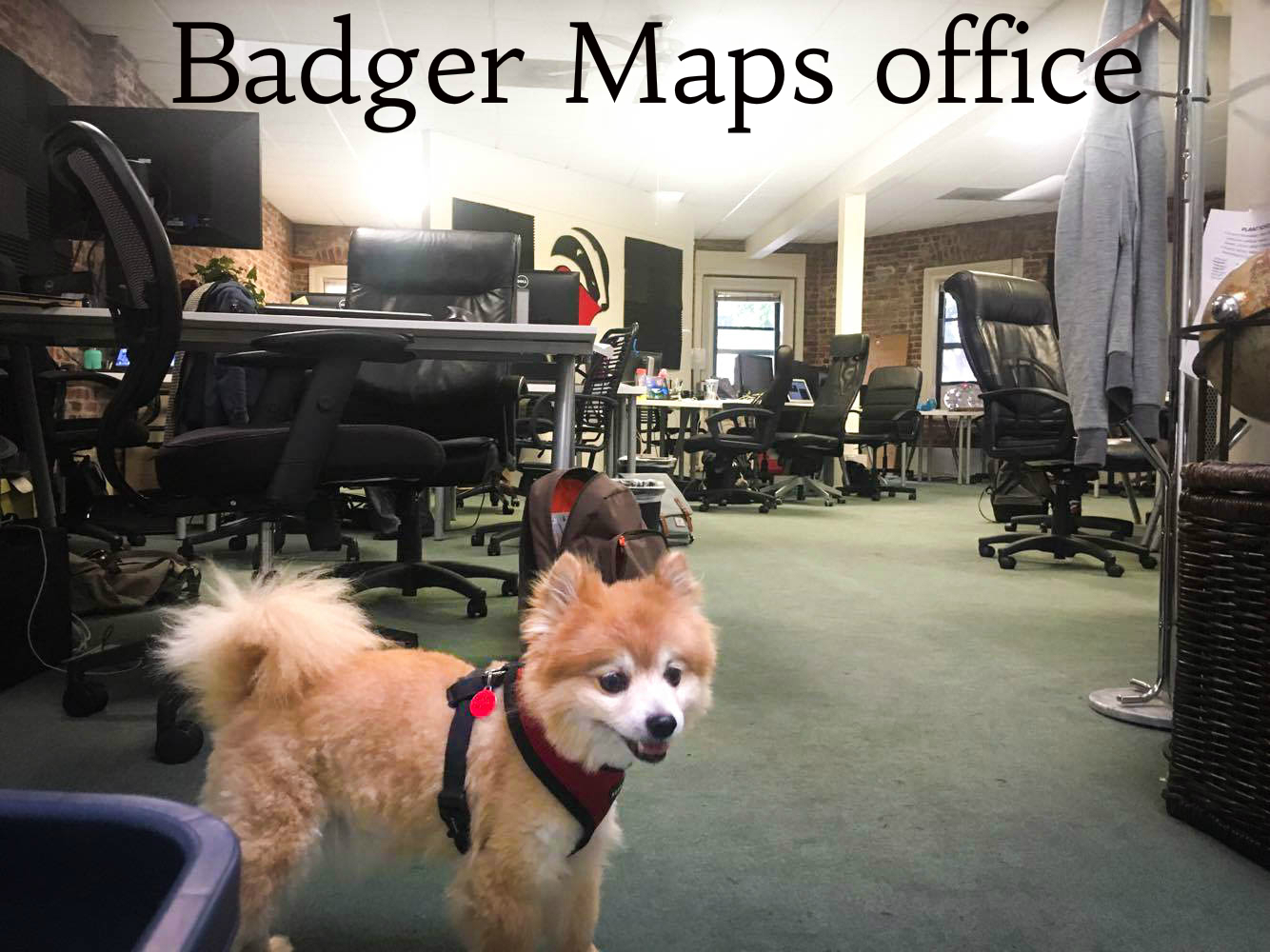 Badger Office with Office dog