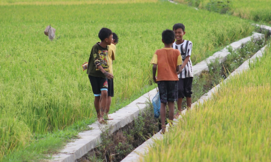 Kids on a rice field in Yogyakarta