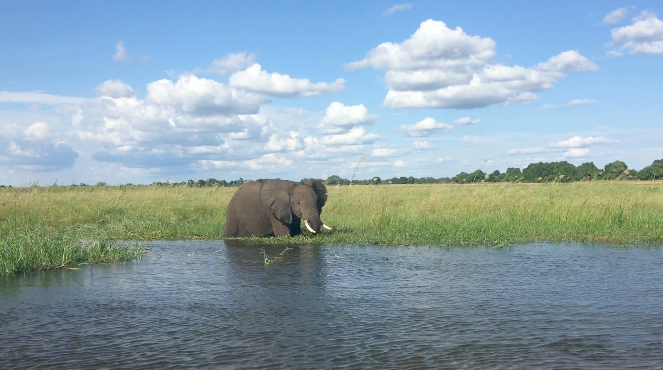 Elephant in Zambia