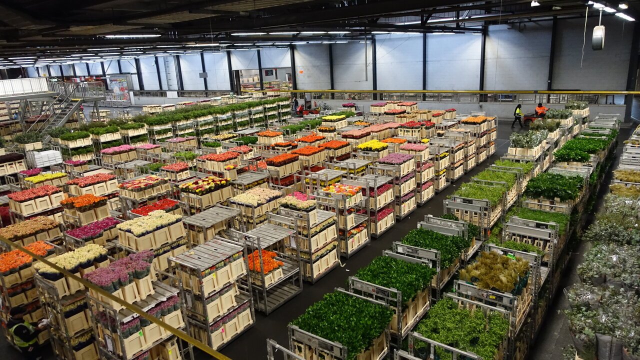 Bloemenveiling Field trip to Royal FloraHolland Flower Auction