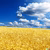 Yellow field with blue sky