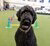 Snoopy the canine research partner 2