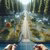 Road through the forest with information panels on both sides.