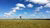 Prairie with single tree and blue sky