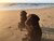 Honden op het strand
