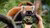 a red panda on a tree branch of which a photo is being taken