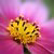 Zoom in of pink flower with yellow core