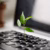 A small plant growing from a laptop keyboard