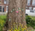 City tree trunk with small colorful square blocks attached and yellow flowers at its base.