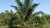Palm oil plantation