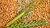 Grain and The Looming Global Food Crisis