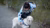 golden retriever wordt geaaid