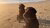 Honden op het strand