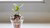 Little pot with money with a little plant growing out of it