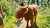 Giant cow strawling the summer school campus