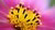 Zoom in of pink flower with yellow core