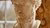 Statue of the head of a man