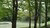 Tree landscape