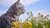 cat in a field of flowers smelling a white flower