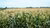 View of a cornfield