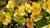 Bright yellow flowers clustered among green leaves.