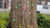 City tree trunk with small colorful square blocks attached and yellow flowers at its base.
